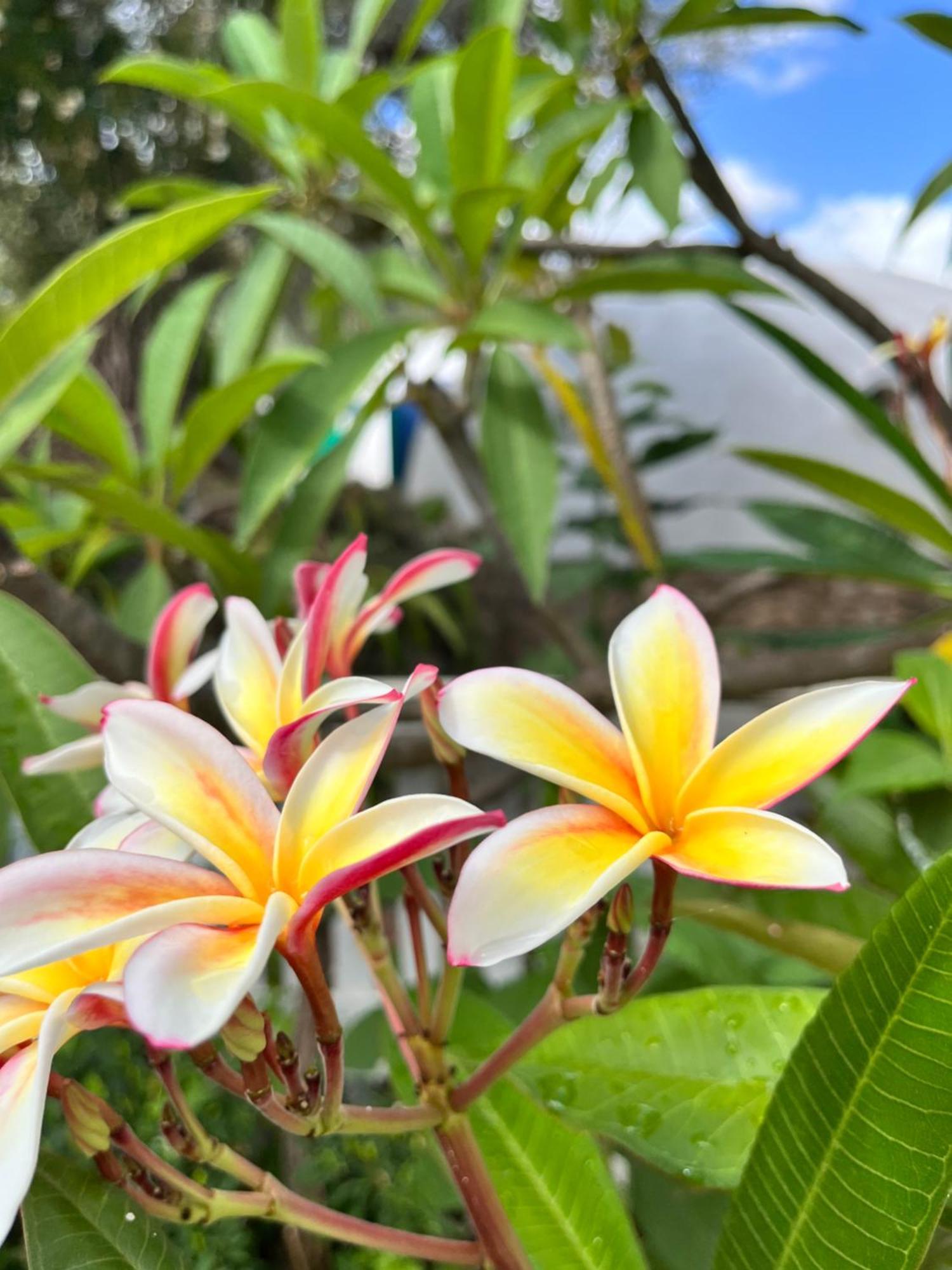 منزل الضيف سانتاغاتو دي ميليتي  في Giardino Di Sicilia المظهر الخارجي الصورة
